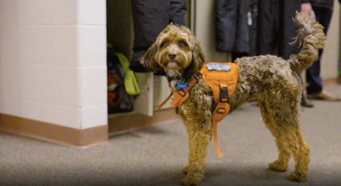 Oakley, Oakfield Elementary's service dog